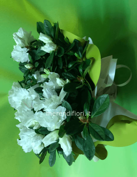 Azalea Bianca