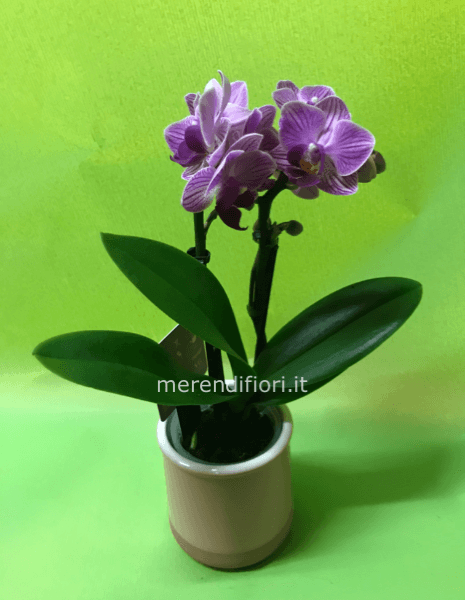 Orchidea mini