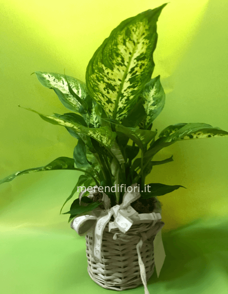 Pianta verde confezionata