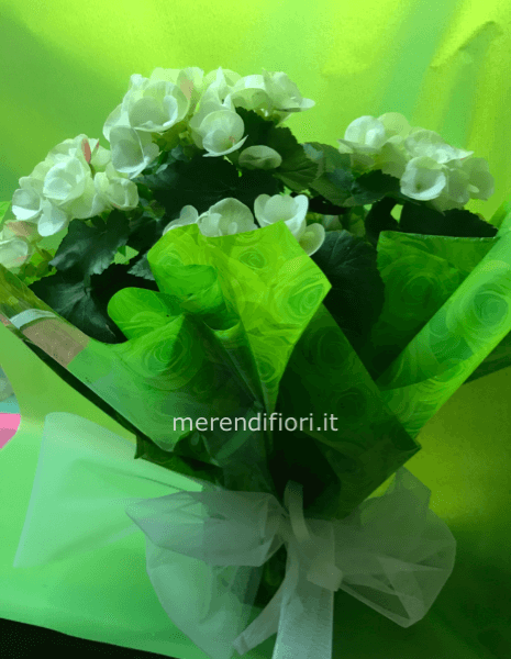 Begonia maxi