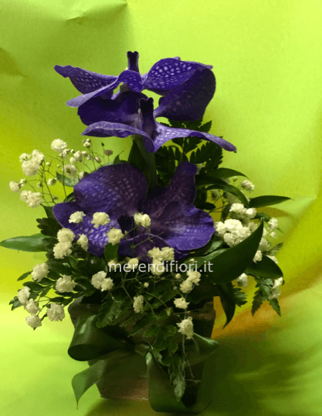 Confezione orchidea