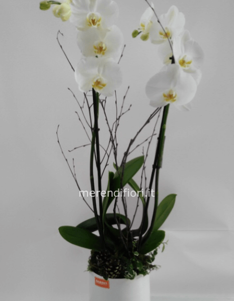 Phalenopsis Bianca