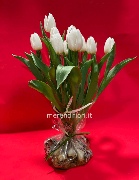 Bulbi tulipani in sacchetto con acqua