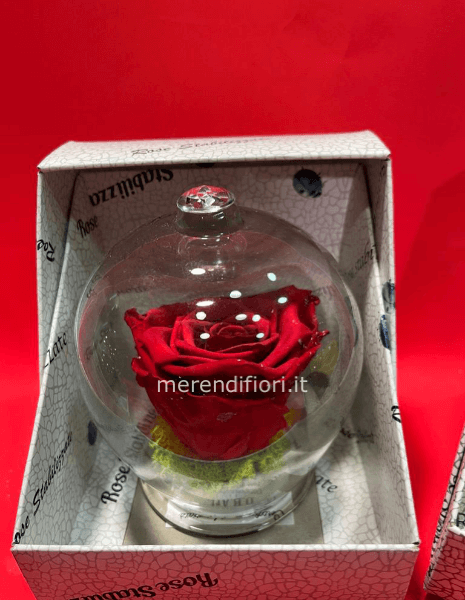 Rosa stabilizzata rossa eterna